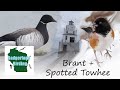 Looking for the RARE Brant and Spotted Towhee in Wisconsin
