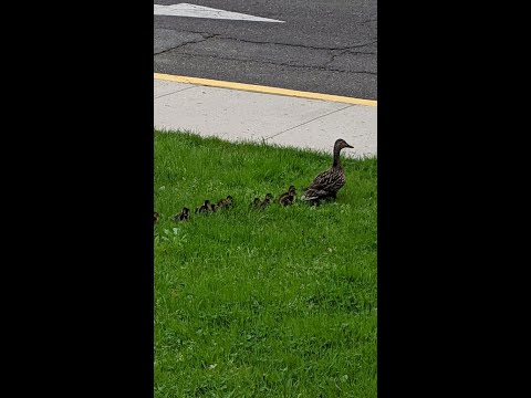 Duck Parade at Littlebrook School