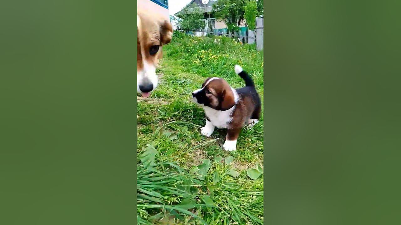 цуценя - YouTube