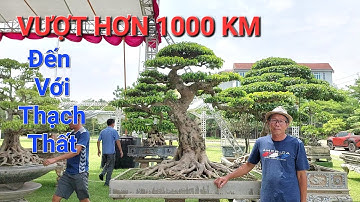 CHIÊM NGƯỠNG những TP QUÝ của học trò bác CƯỜNG HỌA SĨ vượt hơn 1000 cây số đến với TL THẠCH THẤT .