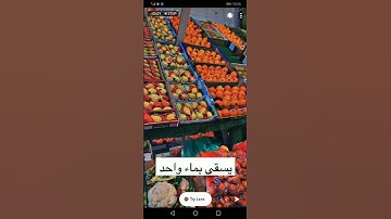تلاوة جميلة بصوت الشيخ عبدالله الغامدي من سورة الرعد آية ٤