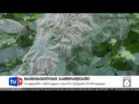 ახალი 6 | მავნებლები სამტრედიაში | 30.06.12