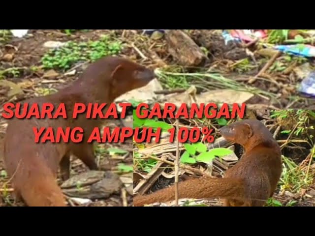 SUARA PIKAT GARANGAN YANG AMPUH 100% PERSEN class=