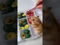 Cute tiny hamster eats the meals