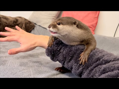 ??????? ????????????????????????? otter who has to touch a part of the owner's body