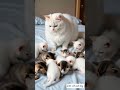 So cute cat and kittens 😍 #cat #kitten