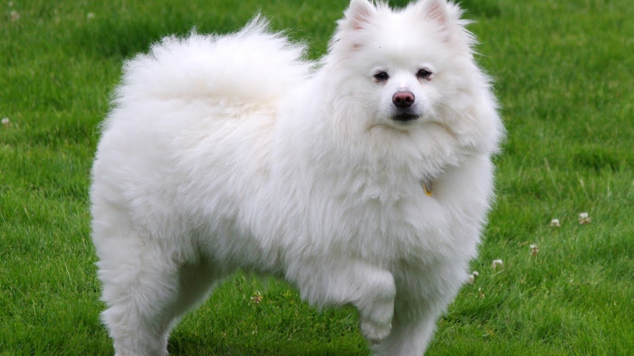 American Eskimo Dog: Charm, Intelligence, and Fluffy White Fur