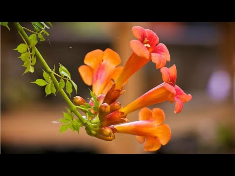 Video: Queen of Sheba Trumpet Vine Care: Paano Palaguin ang Queen Of Sheba Vine