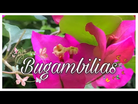 Video: Bougainvillea Looper Caterpillar - Detener el daño de la oruga de la buganvilla