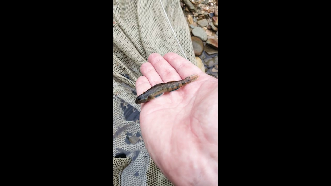 Greenside Darter from the Red River Gorge.