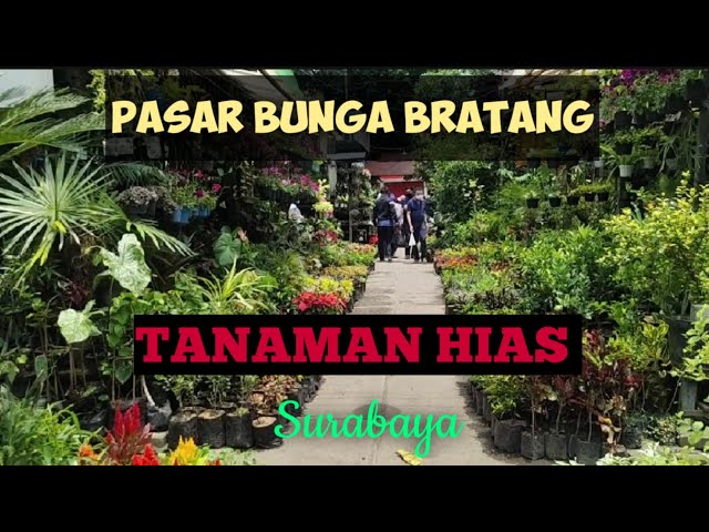 Tanaman Hias Surabaya di Pasar Bunga Bratang class=