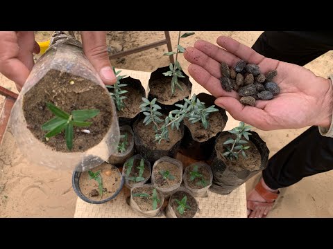 فيديو: حاوية أشجار الزيتون المزروعة - كيفية زراعة شجرة زيتون في أصيص