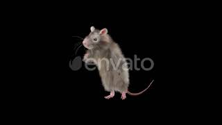 Rat Dancing Hd | Motion Graphics - Envato elements