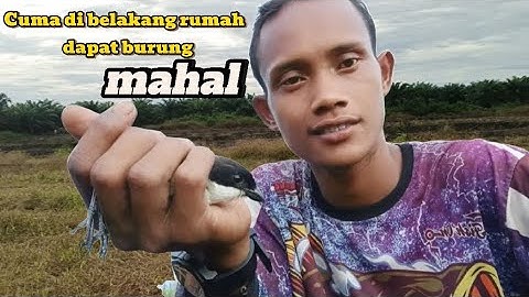 Mikat Burung Cendet/pentet Hanya menggunakan Mp3 hp? Begini Caranya