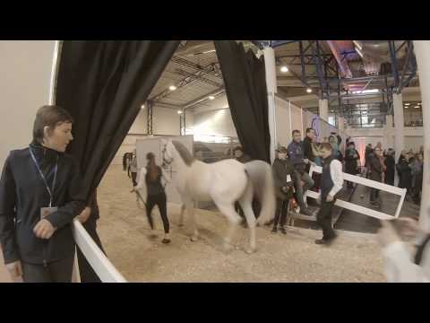 Video: Kokia Greičiausia žirgų Eisena?