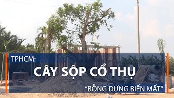 TPHCM: Cây sộp cổ thụ “bỗng dưng biến mất”  | VTC1