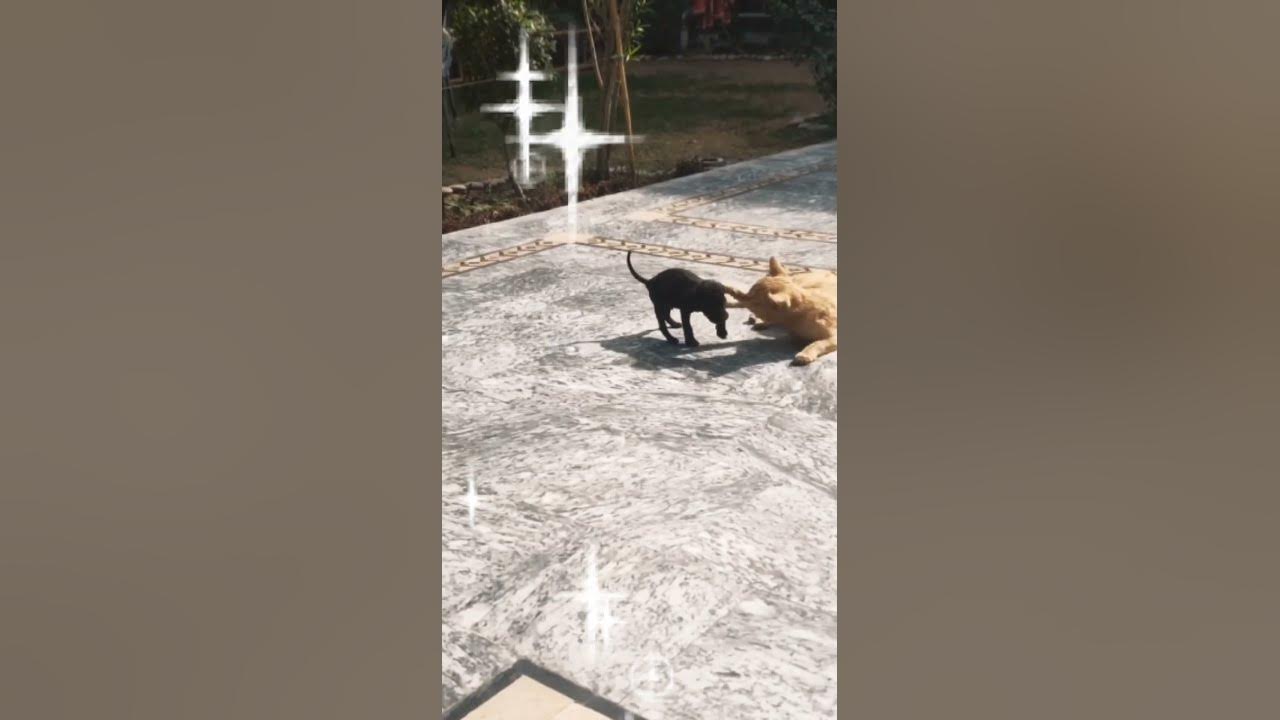 Cat Vs Dog Fight To The Death cat vs dog fight to the death #americandog #doglover #vlog #cat #