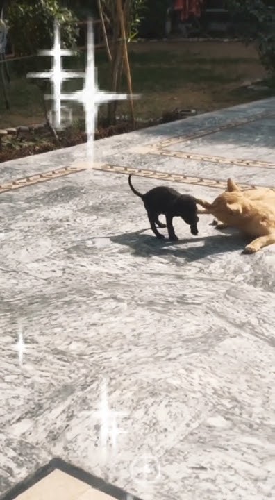 Cat Vs Dog Fight To The Death cat vs dog fight to the death #americandog #doglover #vlog #cat #