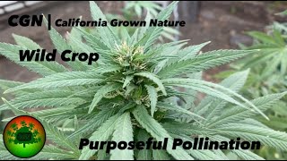 CGN | Wild Crop: Purposeful Pollination | California Grown Nature