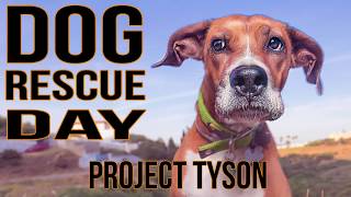 Dog Rescue Tyson : Before and after video transformation of abandoned cute dog taken to the beach.