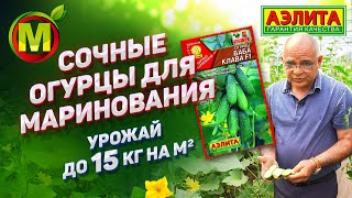 видео: УРОЖАЙНЫЕ ОГУРЦЫ ДЛЯ МАРИНОВАНИЯ – Семена Огурцов Баба Клава F1 картинка: УРОЖАЙНЫЕ ОГУРЦЫ ДЛЯ МАРИНОВАНИЯ – Семена Огурцов Баба Клава F1