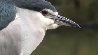 tiếng vạc đánh lưới đêm nhé các chim thủ