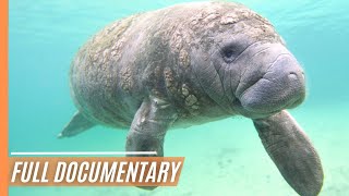 Marvelous Manatees: Gentle Giants of the Sea | Full Documentary