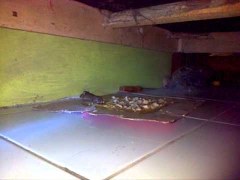 super trap : menjebak curut atau tikus kecil super trap : menjebak curut atau tikus kecil