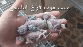 سبب موت فراخ البادجي