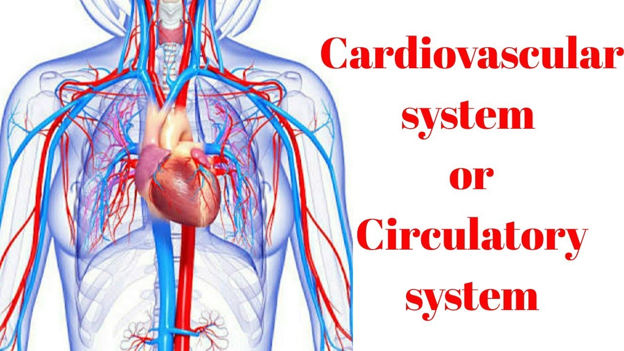 Cardiovascular system or circulatory system or vascular system. (part 1