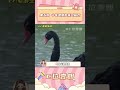 這公鵝有毛病吧 有鵝生沒鵝養的東西#愛情 #黑天鵝 #夫妻 #動物 #武漢