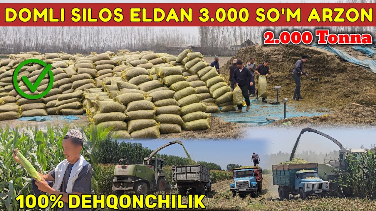 BUGUNGI SILOS NARXLARI JUDA ARZON BO'LDI 😱😱😱 2026🔥