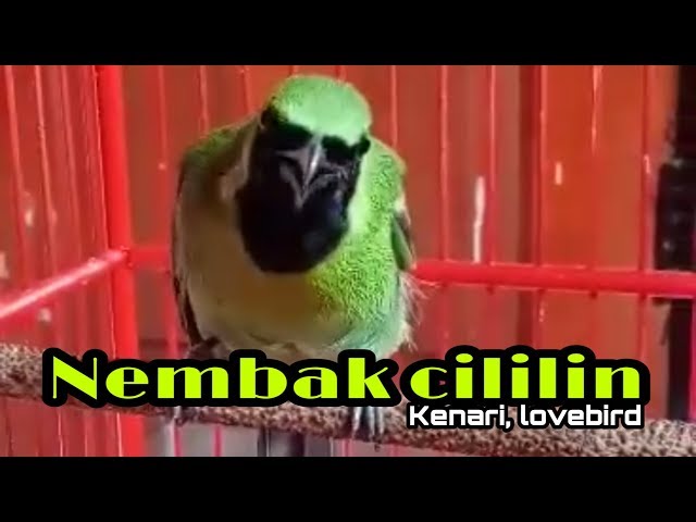 CUCAK IJO NEMBAK CILILIN/KENARI/LOVEBIRD class=