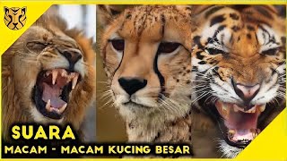 Macam Macam Suara Kucing Besar. Suara Cheetah, Harimau, Singa, Macan. Nama dan Suara Hewan