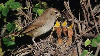 In the nest of the nightingale / Country of birds (Documentary)