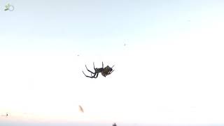 Flying spiders - Tent-web Spider (Cyrtophora citricola)