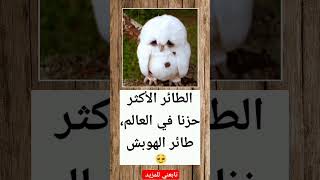 الطائر_الأكثر حزنا في العالم.....