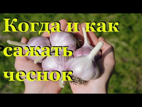 Чеснок будет крупный / Основные правила для хорошего урожая