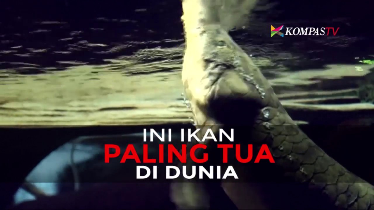 Ini Ikan Paling Tua di Dunia