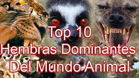 ¿Qué especie tiene hembras dominantes?