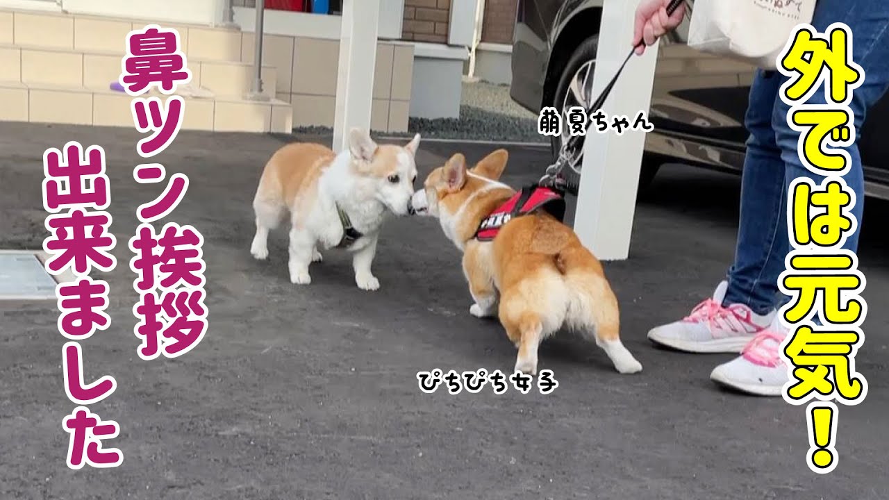 寝てばかりのシニア犬 外に出れば激変 鼻ツンもできた Youtube 寝てばかりのシニア犬 外に出れば激変 鼻ツンもできた Youtube