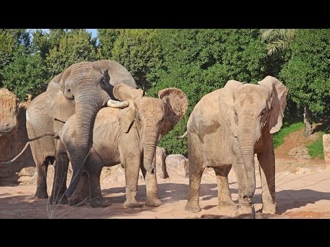 Video: ¿Pueden aparearse los elefantes africanos y asiáticos?