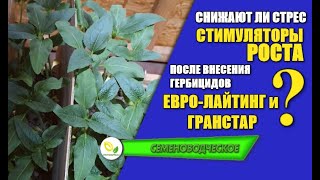 Стимуляторы роста - Лекарство от воздействия гербицидов на культуру?