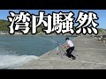 【北海道】【釣り】【マツカワ】足元で重量級が釣れまくる‼️