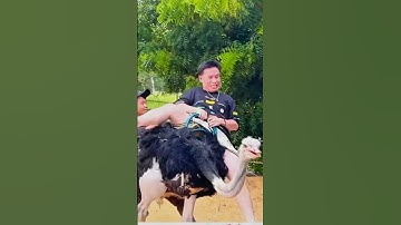 ĐÀ ĐIỂU VỀ SƯỚNG TỚI GIÀ #dev #devnguyen #shorts