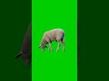Sheep Livestock Green Screen Video Effect HD Greenscreen Chromakey