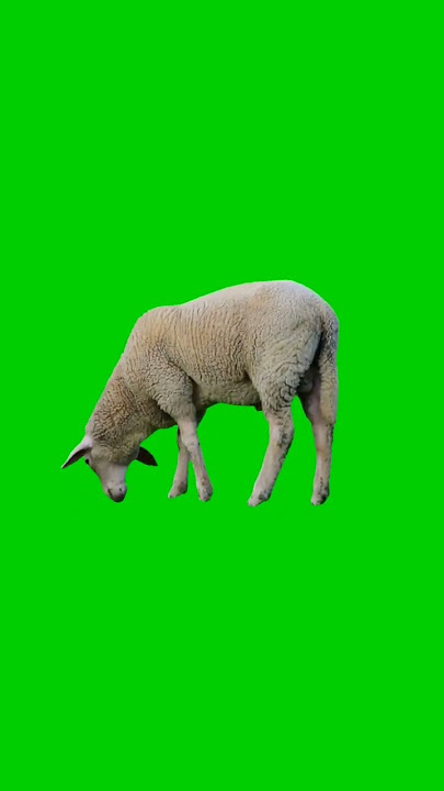 sheep 🐏 🐑 Livestock Green screen video effect HD #greenscreen #chromakey