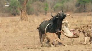 Африканские охотники. 1 серия. Восхождение Кимбы.  Док фильм Nat Geo Wild