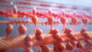 Cardiac Contractility Modulation - Mode of Action (English)