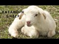 Sheep Breed Series: Katahdin Sheep